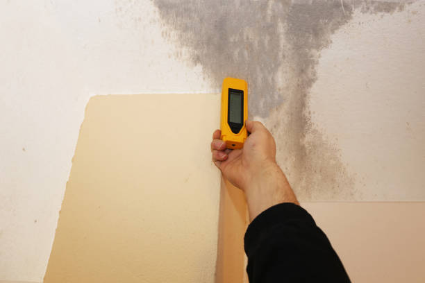 Best Environmental Consulting for Mold Prevention  in Bear Valley Springs, CA