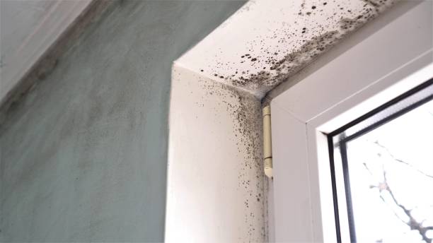 Best Asbestos and Lead Testing During Mold Inspection  in Bear Valley Springs, CA