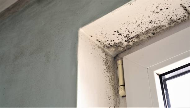 Best Residential Mold Inspection & Testing  in Bear Valley Springs, CA