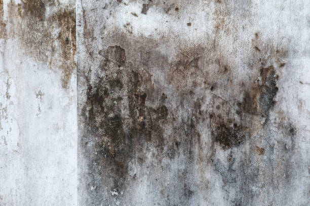Best Biohazard Mold Removal  in Bear Valley Springs, CA
