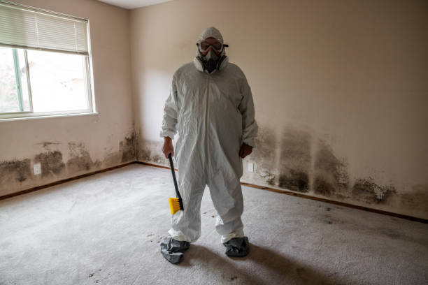 Best Attic Mold Removal  in Bear Valley Springs, CA