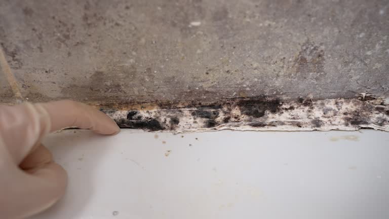 Best Mold Odor Removal Services  in Bear Valley Springs, CA