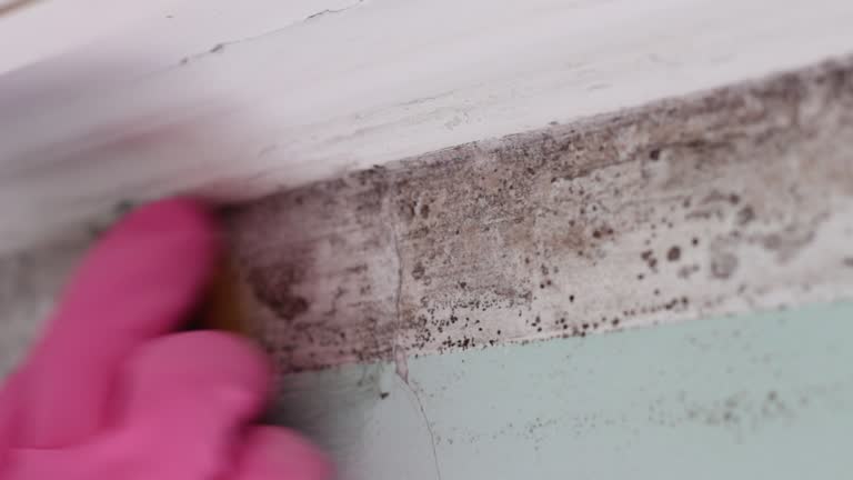 Best Mold-Related Health Consultation  in Bear Valley Springs, CA